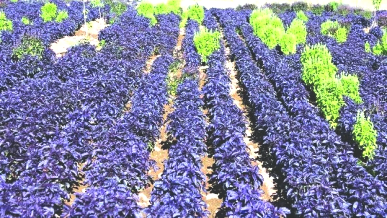 Çay ve Şerbet Ziyafeti! Bağışıklığınızı Güçlendirirken Cildinizi Güzelleştiriyor!